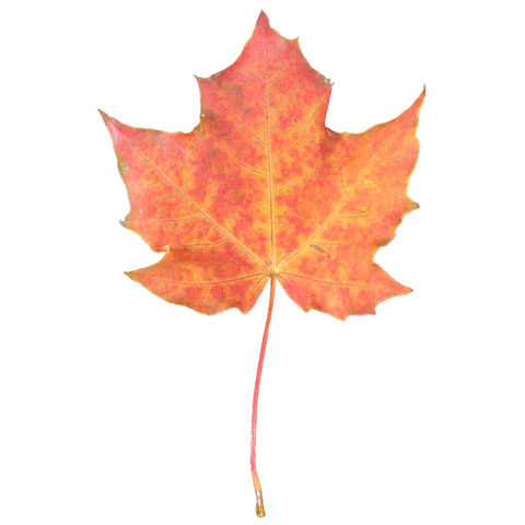 Maple tree leaf buy standing lumber buy maple trees in michigan