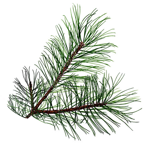 Pine needles buy pine trees in michigan